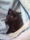Британские котята редких окрасов