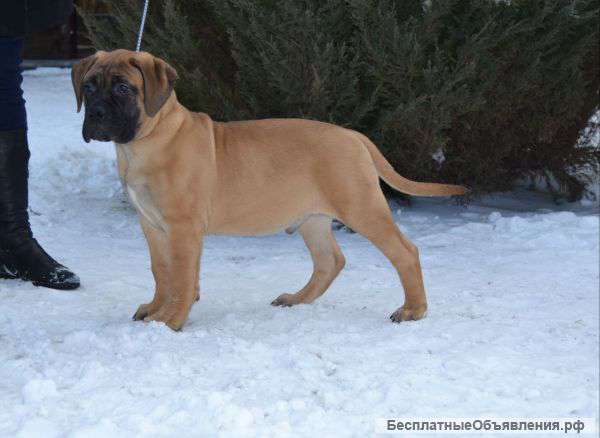 Бульмастиф щенки
