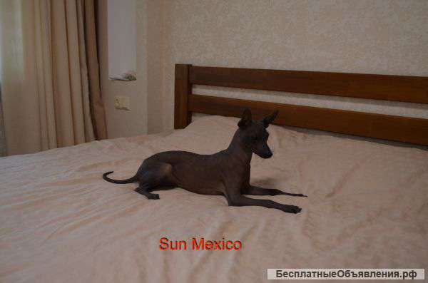 Ксолоитцкуинтли