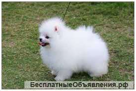 Померанских шпицев,белых