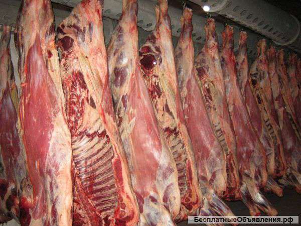 Говядина опт