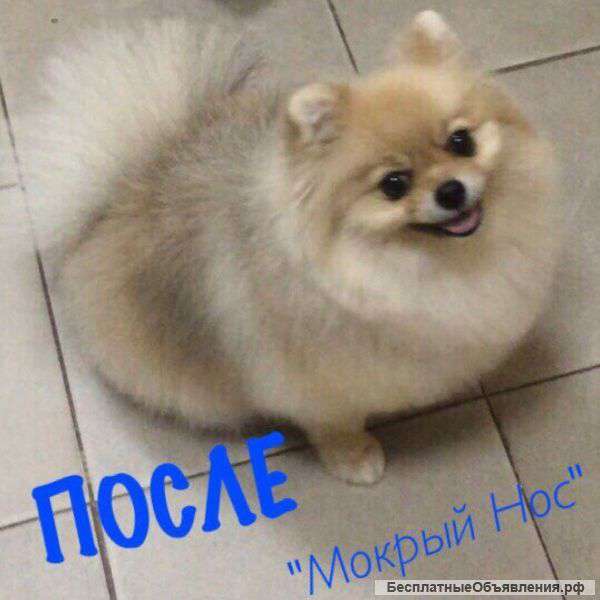 Зоосалон "Мокрый нос" Весь комплекс услуг за Вашими питомцами
