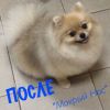 Зоосалон "Мокрый нос" Весь комплекс услуг за Вашими питомцами
