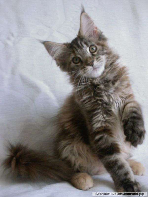 Котята мейн кун