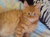 Котята породы мейн-кун