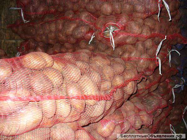 Картофель.опт.опт.опт.