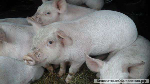 Поросята