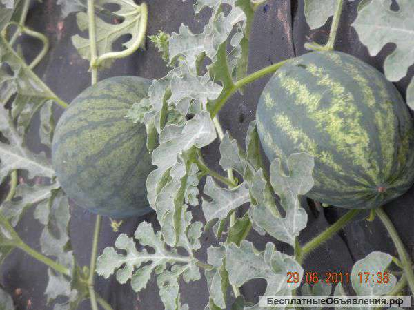 Сельскохозяственые товары