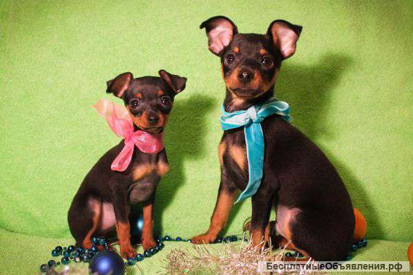 Щенков русского той-терьера