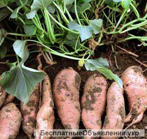 Батат - полезный продукт для диетического питания