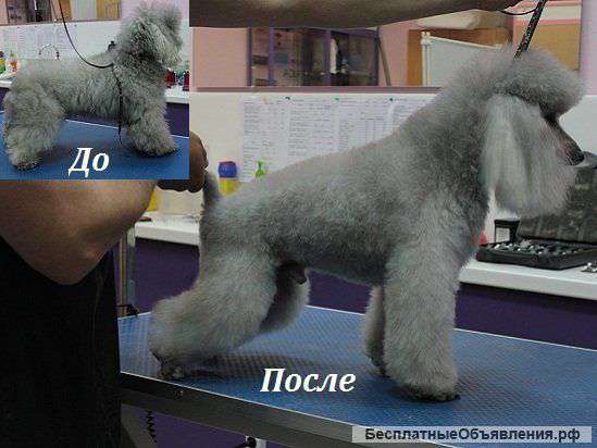 Стрижка собак и кошек на Коломенской