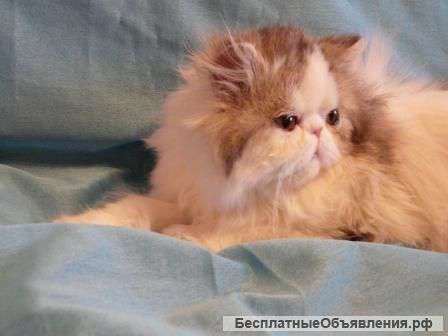 Милая кошка