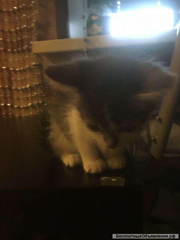 Котёнок 1 мес девочка