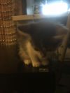 Котёнок 1 мес девочка