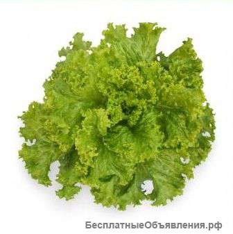 Семена салата KS 129 фирмы Китано