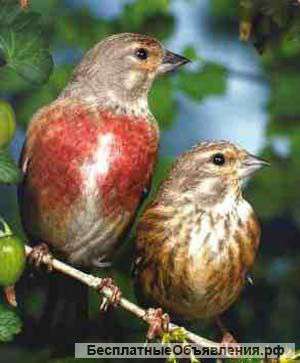 Красивых лесных певчих птиц
