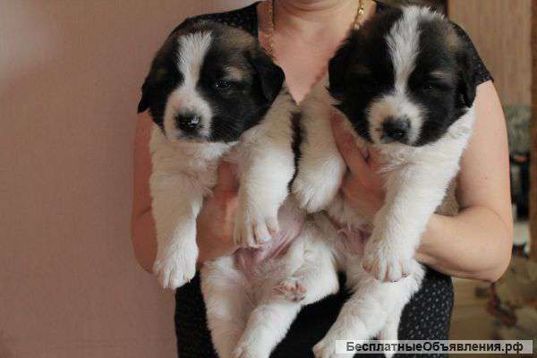 Питомник -предлагает щенков московской сторожевой