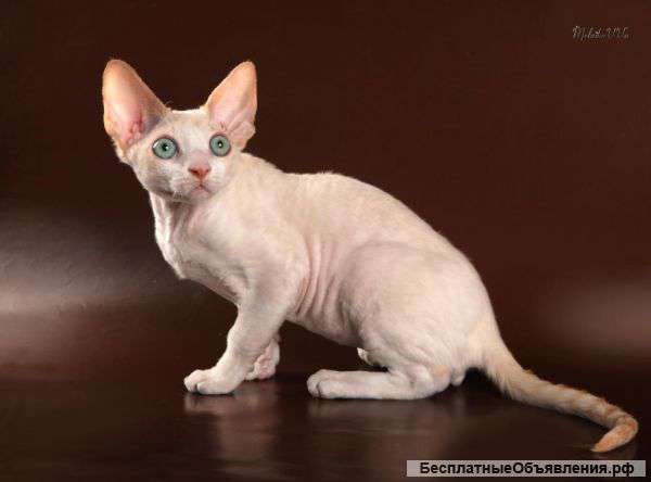 Продам котенка мальчика девон рекс