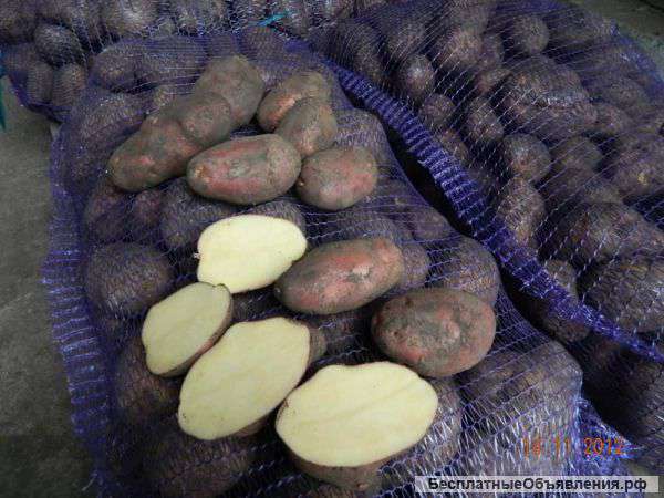 Картофель оптом