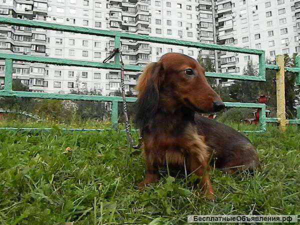 Щенки таксы купить недорого