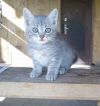 Кошечка