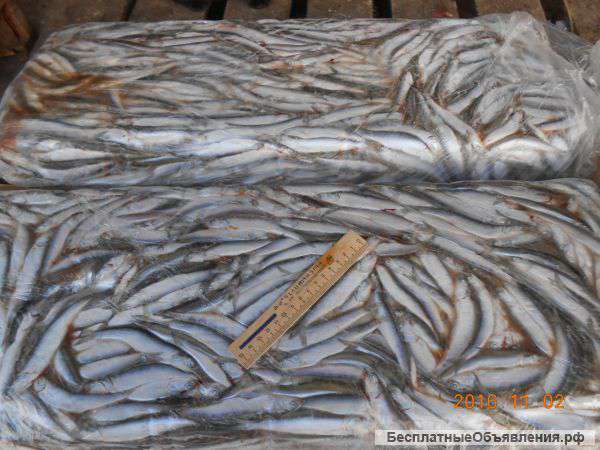 Анчоус - хамсу свежемороженую СРТМ-к оптом в Керчи