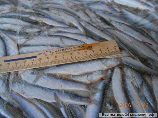 Анчоус - хамсу свежемороженую СРТМ-к оптом в Керчи