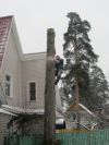 Спил, обрезка деревьев в Щелково, Щелковском районе