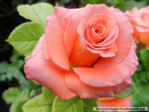 Саженцы роз