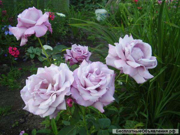 Саженцы роз