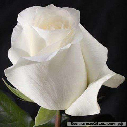 Саженцы роз