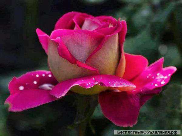 Саженцы роз