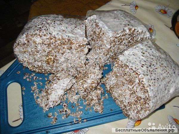 Мицелий грибов вешенки