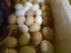 Куриное яйцо для инкубации