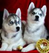 Щенки хаски 2 мес. РКФ от Гранд Чемпиона России
