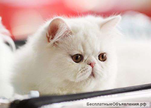 БЕЛЫЙ персидский котенок (мальчик) 4 мес.