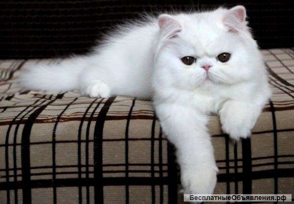 БЕЛЫЙ персидский котенок (девоча) 4 мес.