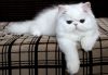 БЕЛЫЙ персидский котенок (девоча) 4 мес.