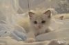 Рэгдоллы-котята