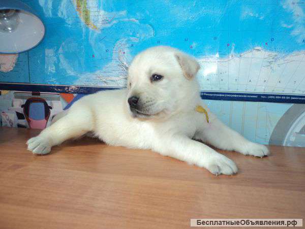 Ищем самых ответственных хозяев