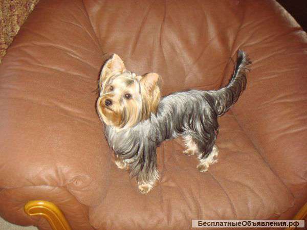 Стрижка собак с выездом на дом. Недорого