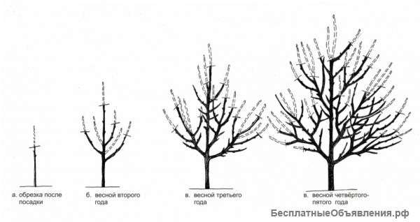 Обрезка плодовых деревьев