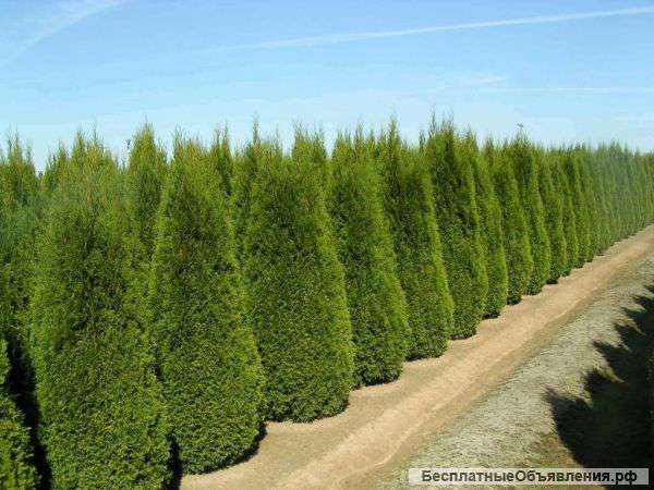 Посадка Туй Смарагд