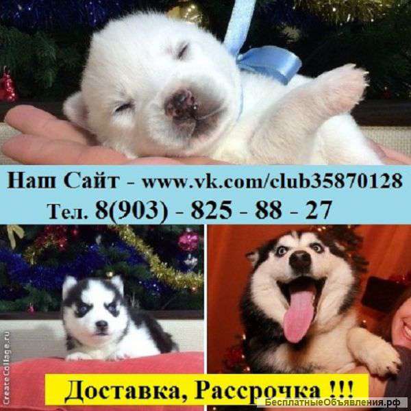 Щенят хаски