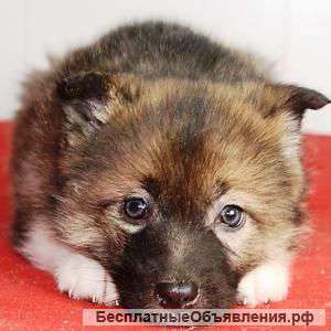 Отдам щенка