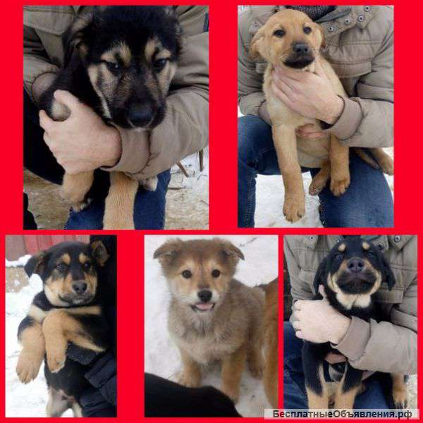 Спасем животных