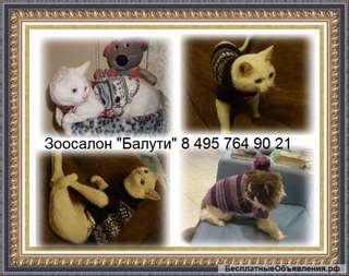 Стрижка собак и кошек недорого