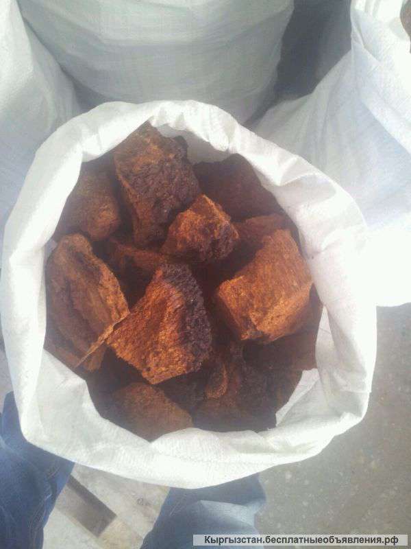 Березовый гриб чага