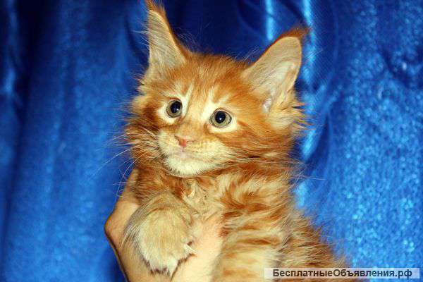 Прекрасный подарок Котята Мейн Кун