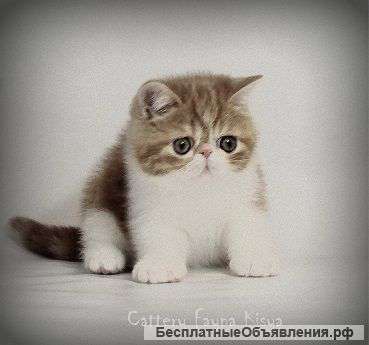 Экзотические котята